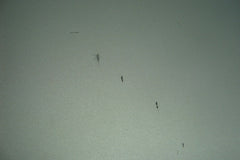 MacBook Pro 13" A1502 Early 2015 MF839LL/A OEM Bottom Case Silver 923-00503 